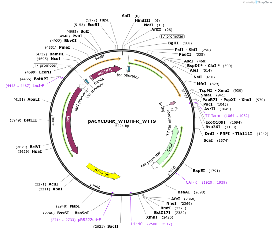 91226-plasmid-map-sequence-id-178336