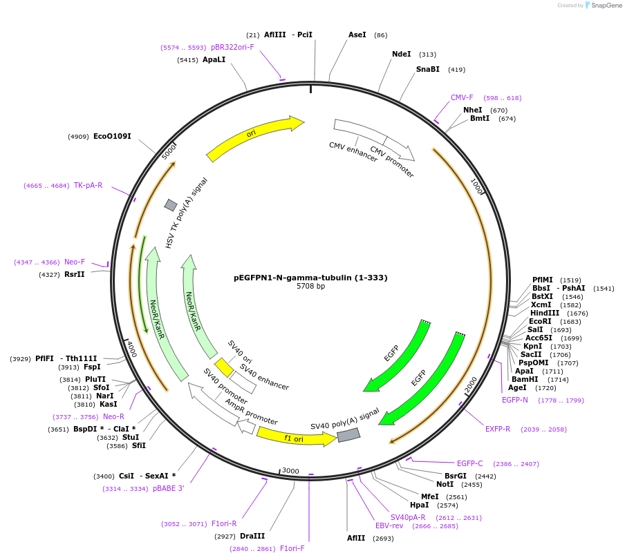87858-plasmid-map-sequence-id-178340