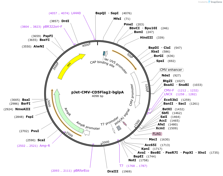 89705-plasmid-map-sequence-id-178345