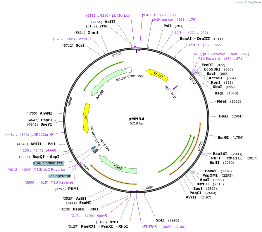 91720-plasmid-map-sequence-id-178353