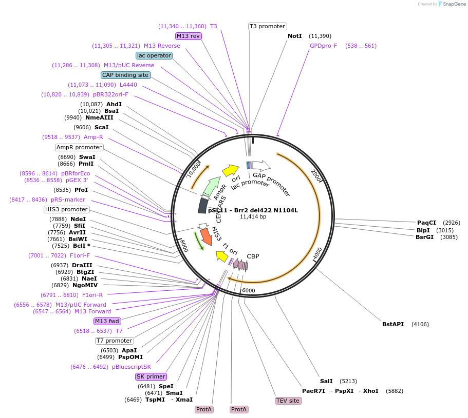 90261-plasmid-map-sequence-id-178361