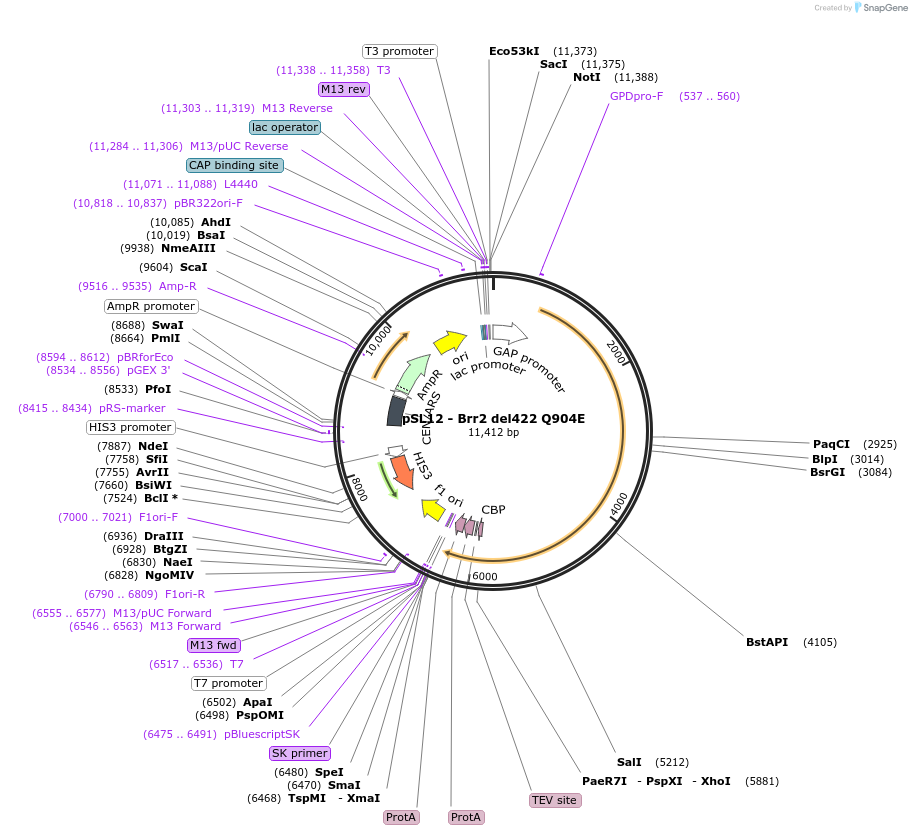 90262-plasmid-map-sequence-id-178362