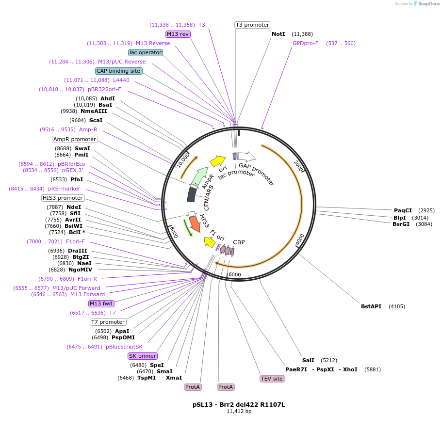 90263-plasmid-map-sequence-id-178363