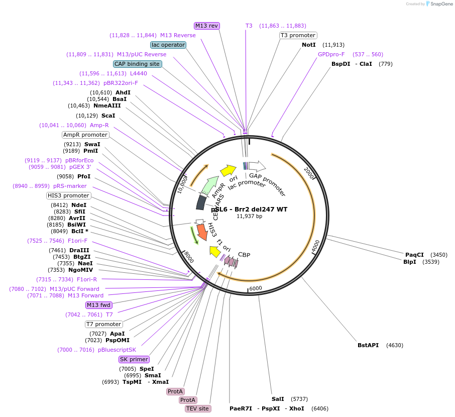 90256-plasmid-map-sequence-id-178364