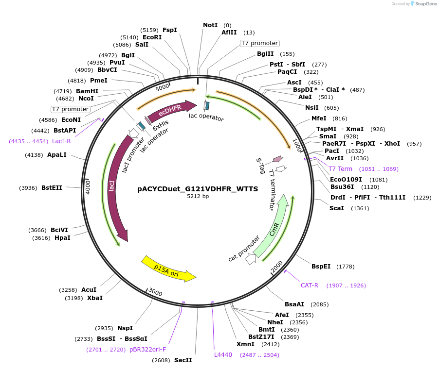 91233-plasmid-map-sequence-id-178383