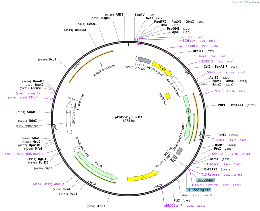 19927-plasmid-map-sequence-id-178398