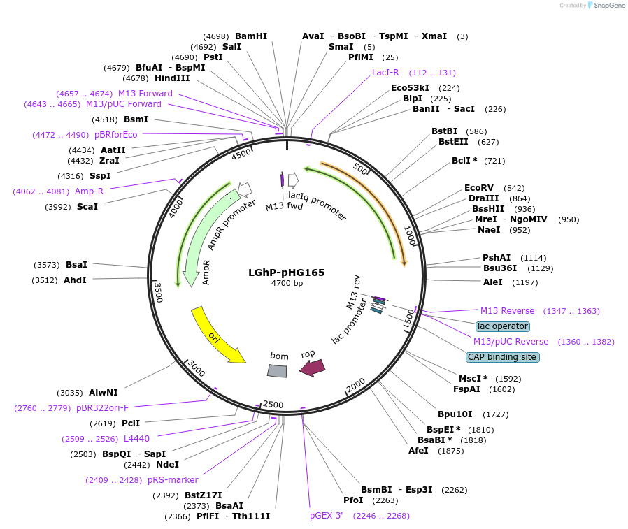 90065-plasmid-map-sequence-id-178400