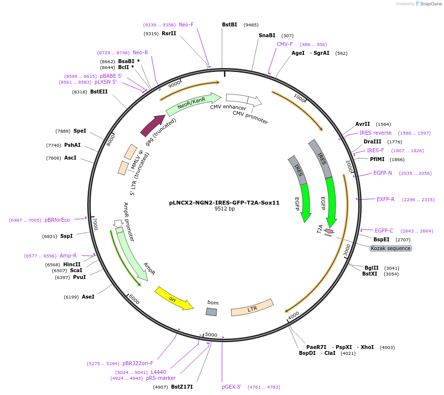 90213-plasmid-map-sequence-id-178403