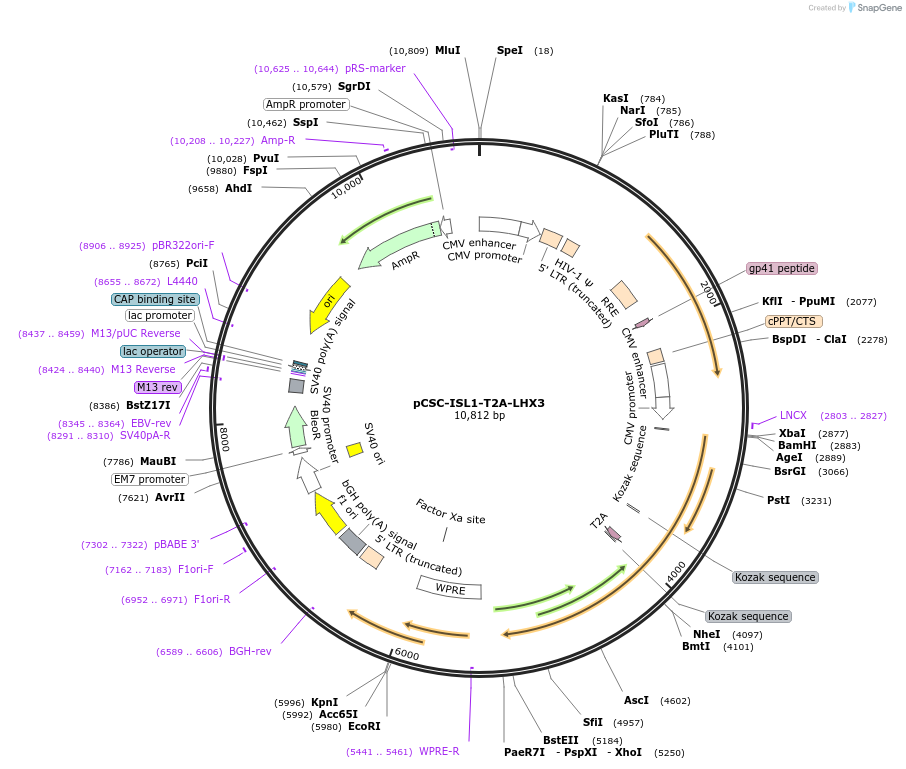 90215-plasmid-map-sequence-id-178405