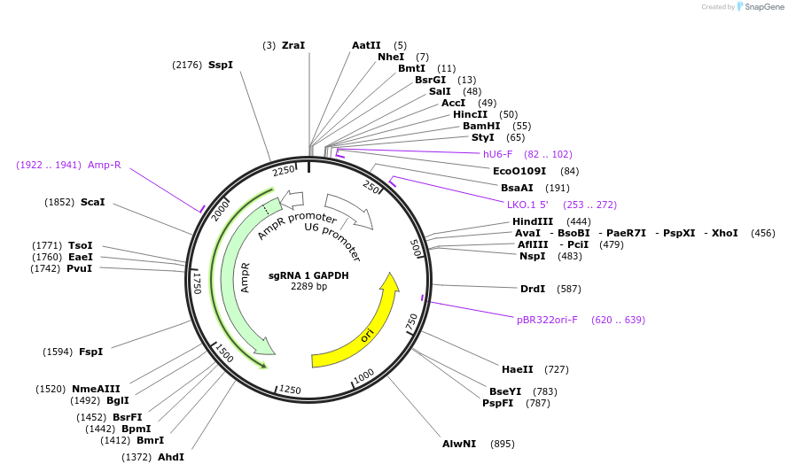83808-plasmid-map-sequence-id-178416