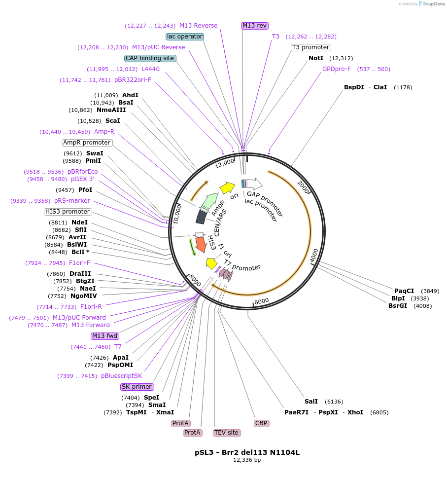 90253-plasmid-map-sequence-id-178417