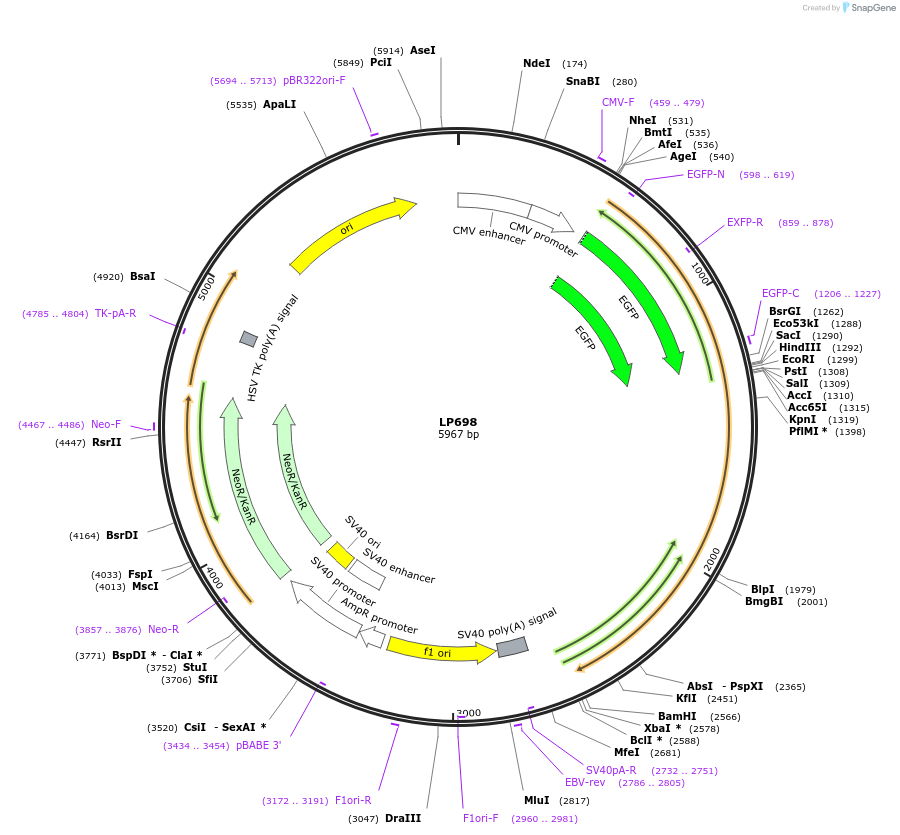 90179-plasmid-map-sequence-id-178419