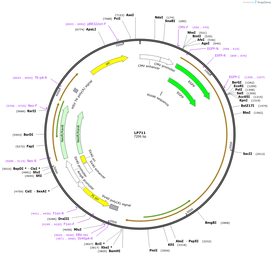 90180-plasmid-map-sequence-id-178420