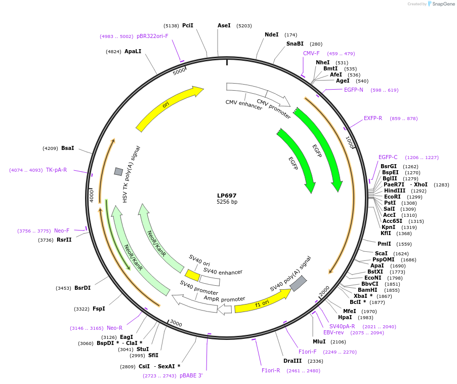 90178-plasmid-map-sequence-id-178422