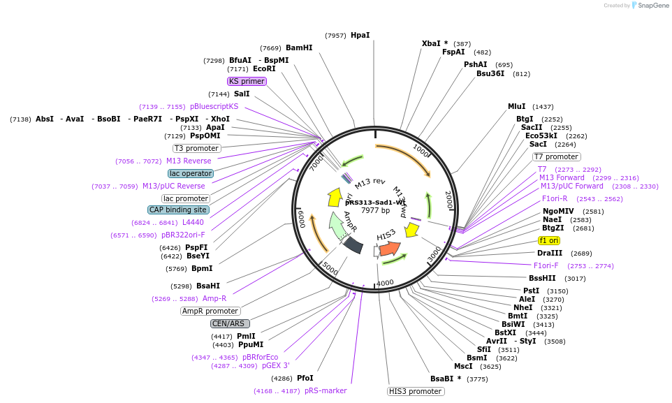 90308-plasmid-map-sequence-id-178424