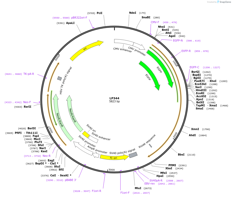 90174-plasmid-map-sequence-id-178428
