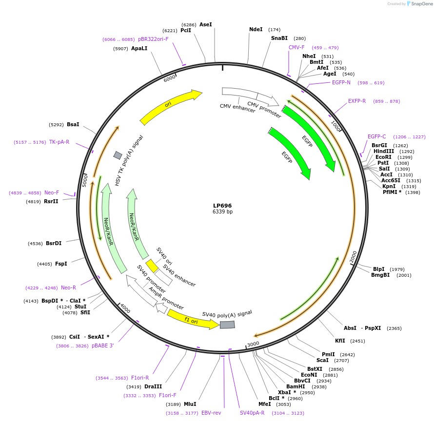 90177-plasmid-map-sequence-id-178429