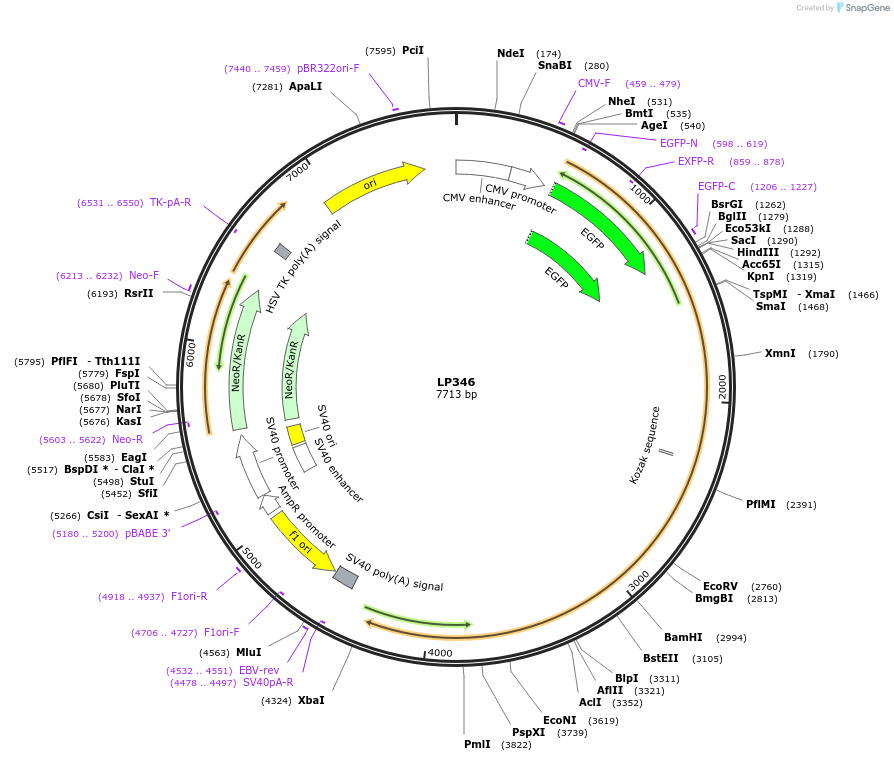 90175-plasmid-map-sequence-id-178432