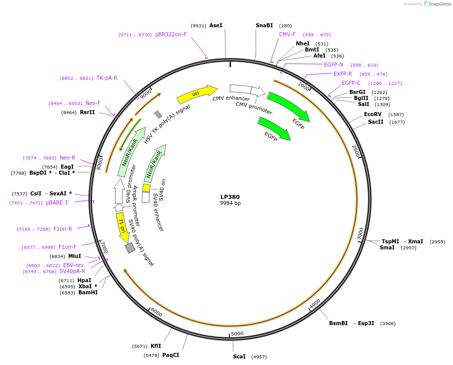 90206-plasmid-map-sequence-id-178435