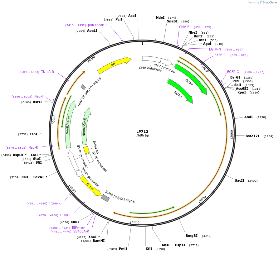 90181-plasmid-map-sequence-id-178441