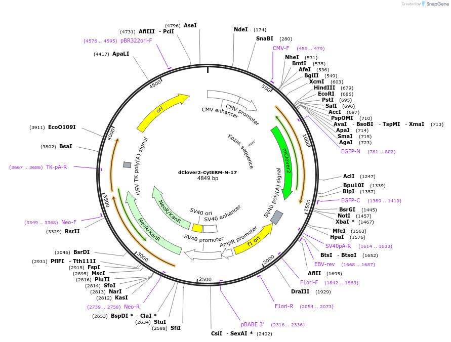 56308-plasmid-map-sequence-id-178445