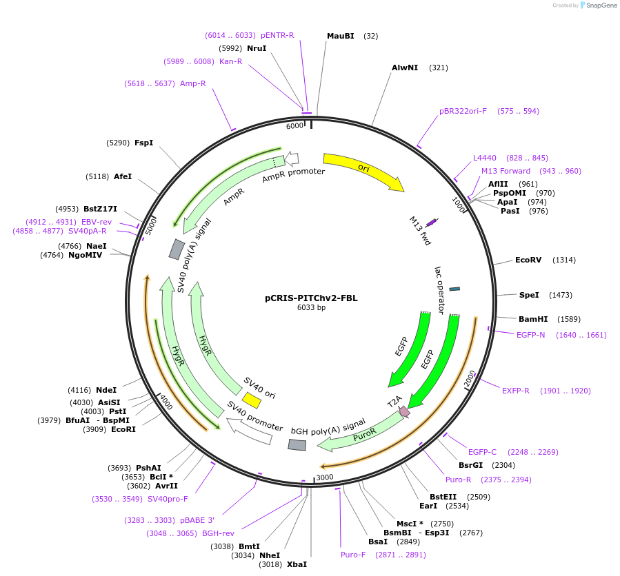 63672-plasmid-map-sequence-id-178446