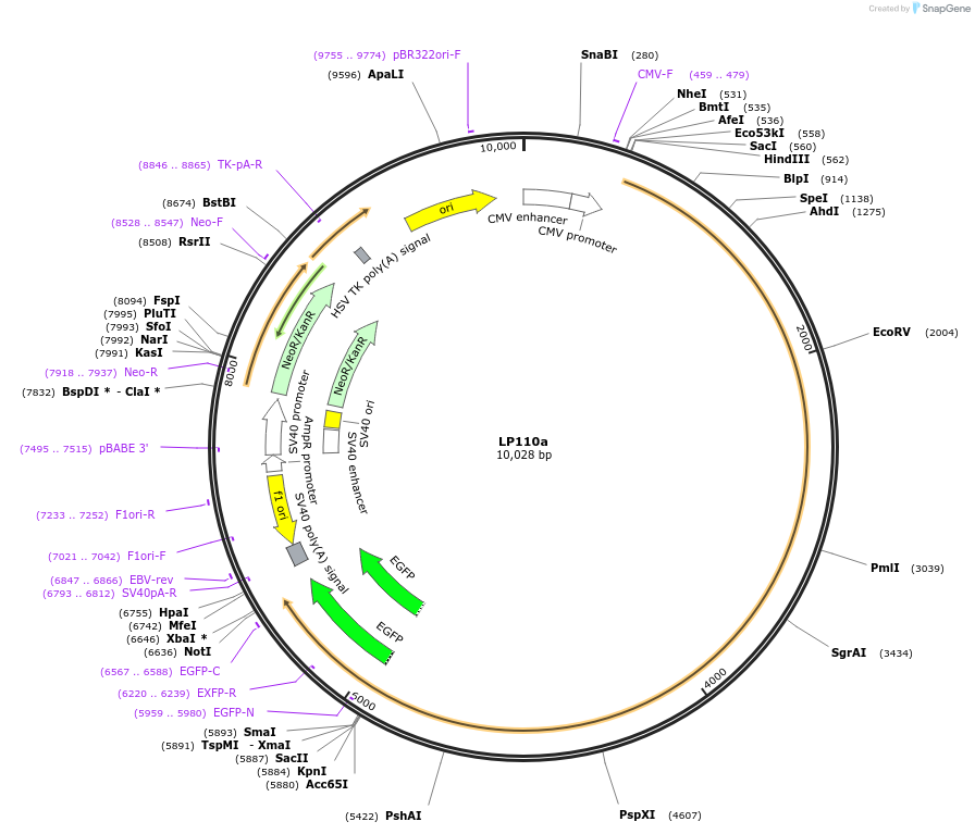 90199-plasmid-map-sequence-id-178448