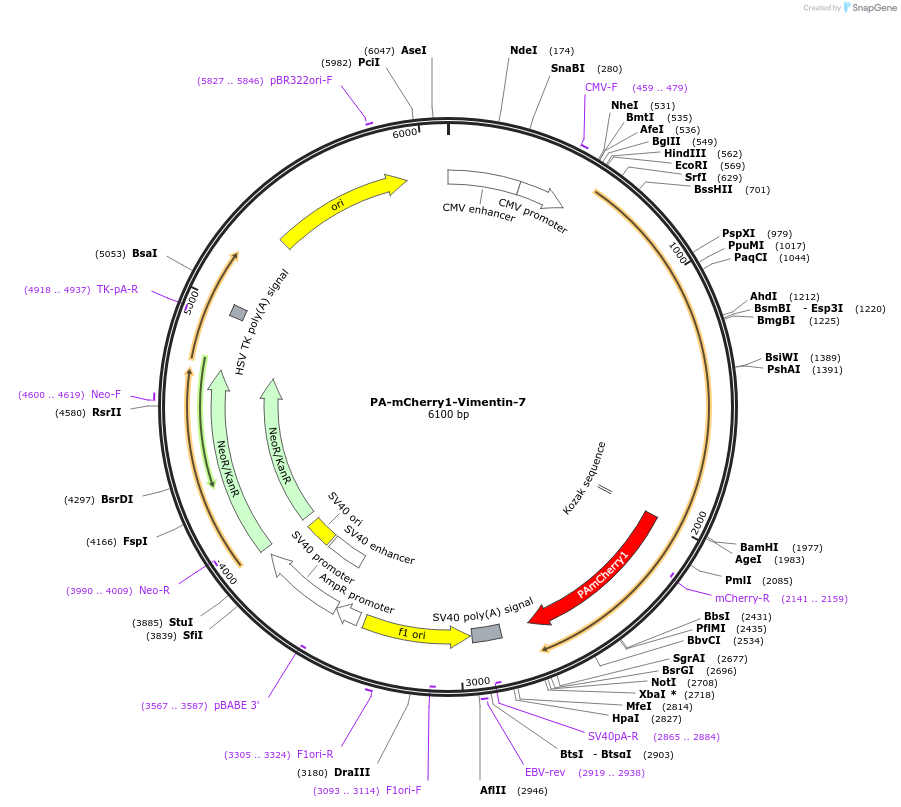 57202-plasmid-map-sequence-id-178450
