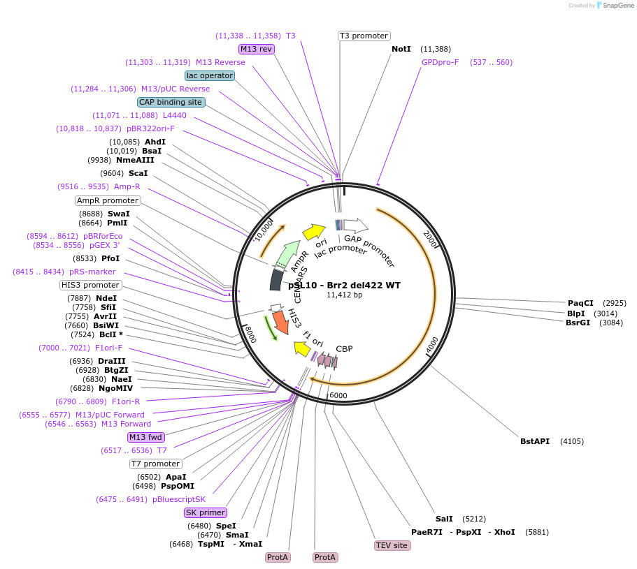 90260-plasmid-map-sequence-id-178452