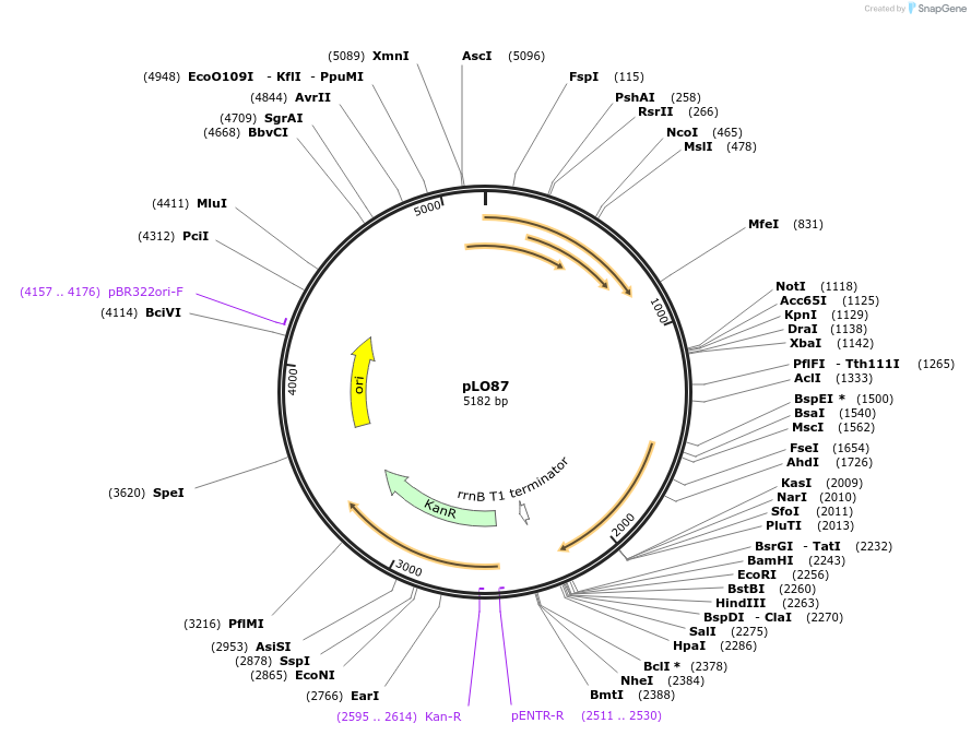91726-plasmid-map-sequence-id-178453