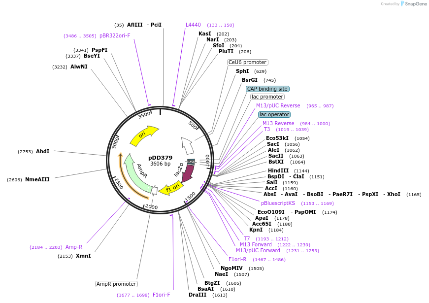 91834-plasmid-map-sequence-id-178457