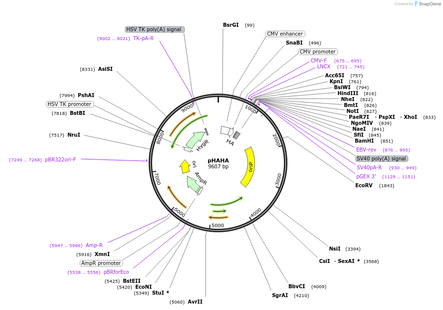 12517-plasmid-map-sequence-id-178458