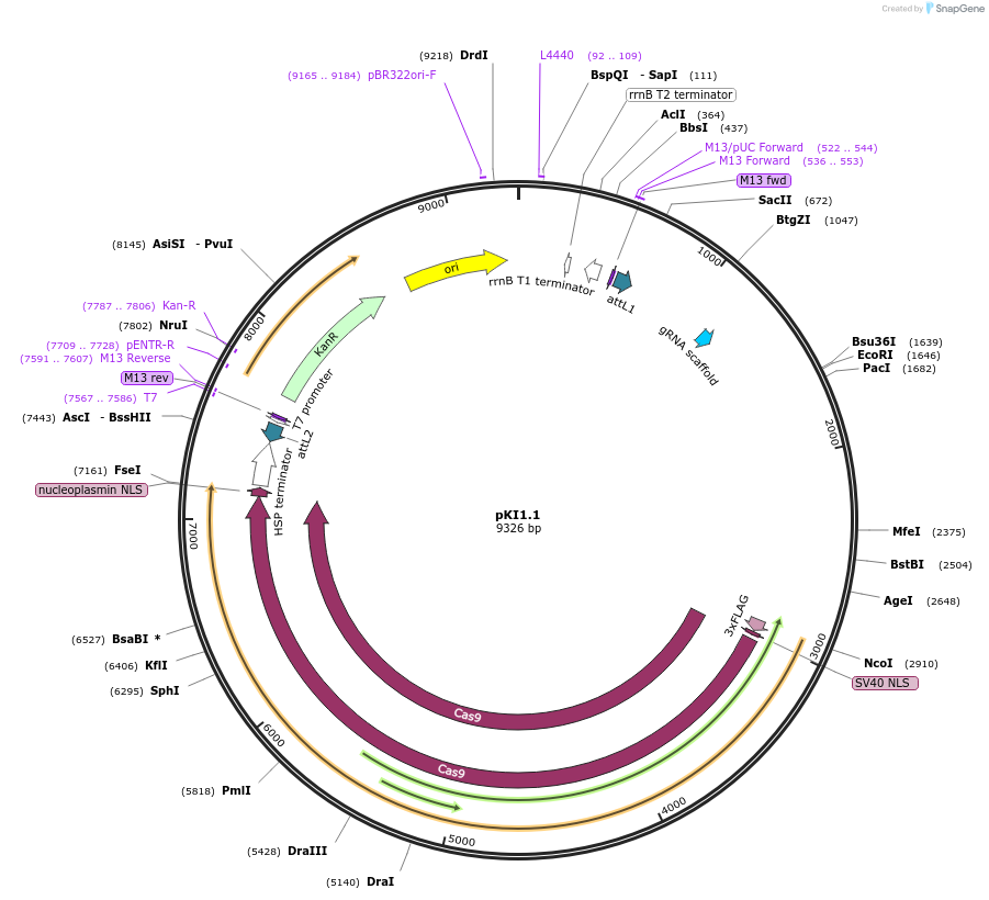 85807-plasmid-map-sequence-id-178459