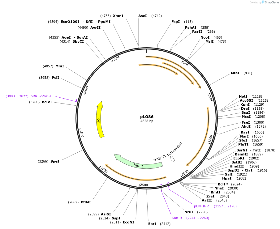 91724-plasmid-map-sequence-id-178476