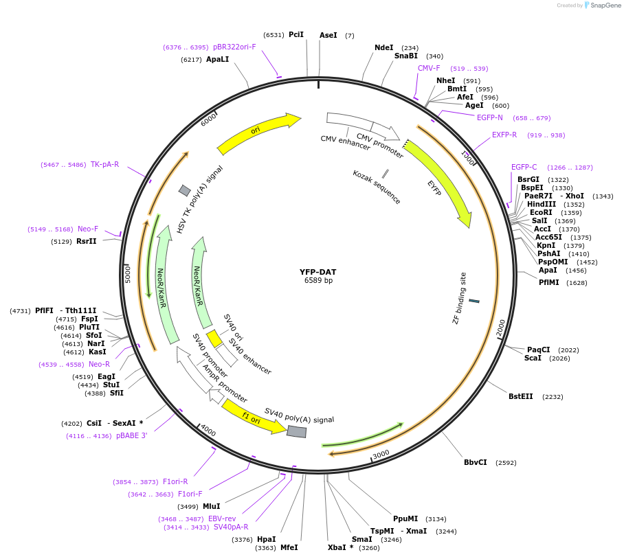 90228-plasmid-map-sequence-id-178478