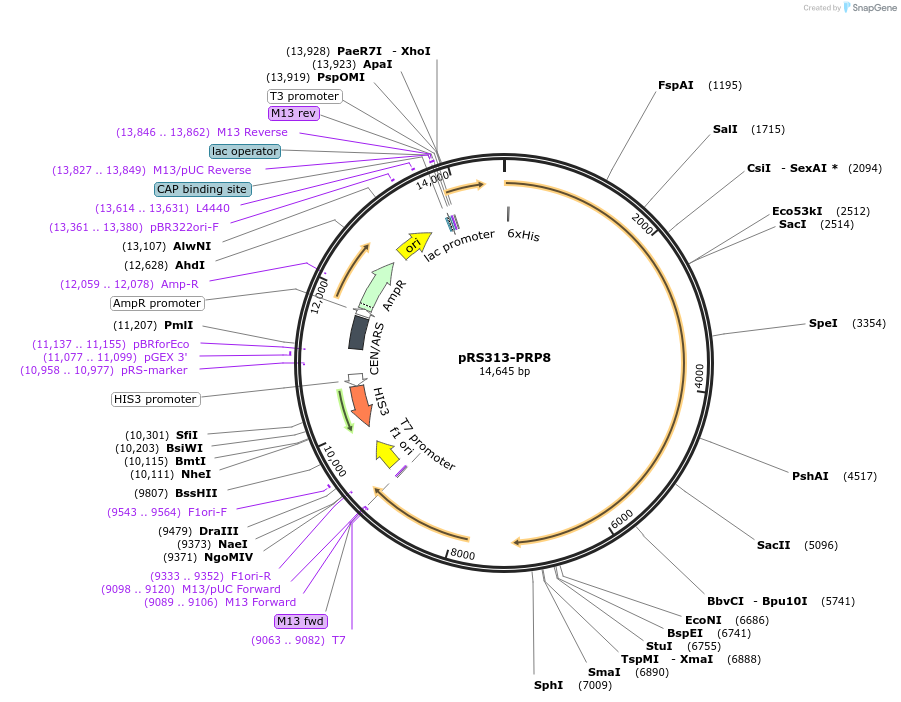 90964-plasmid-map-sequence-id-178479
