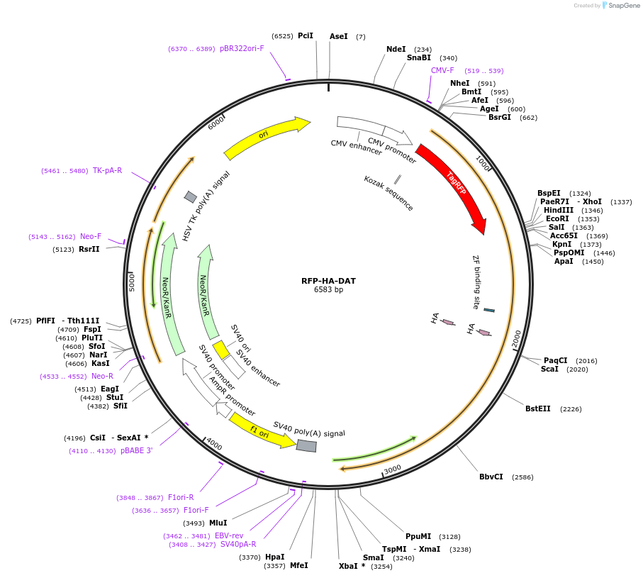90265-plasmid-map-sequence-id-178491