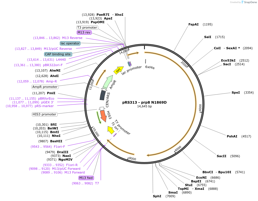 90975-plasmid-map-sequence-id-178499