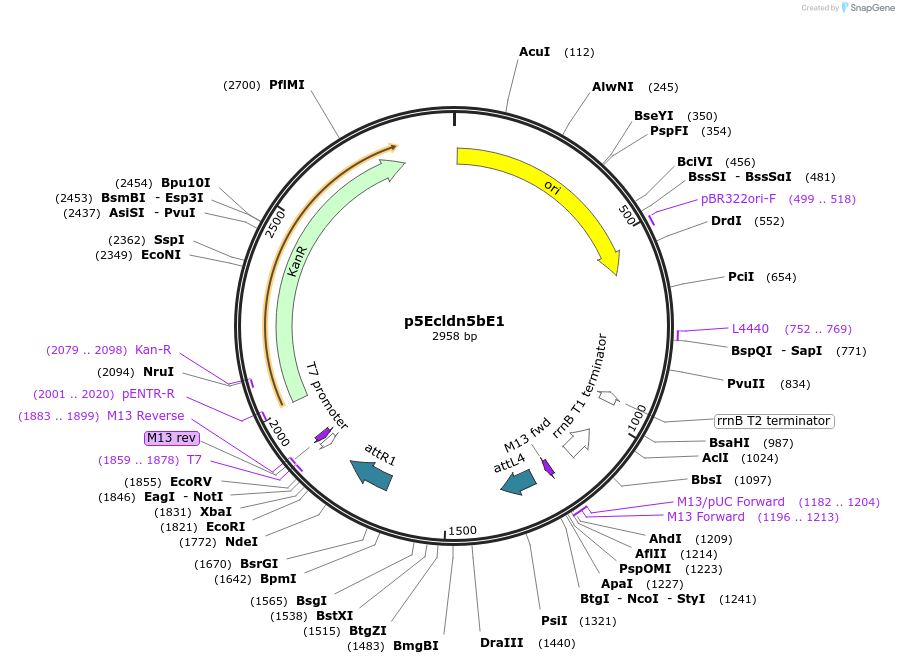 90113-plasmid-map-sequence-id-178510