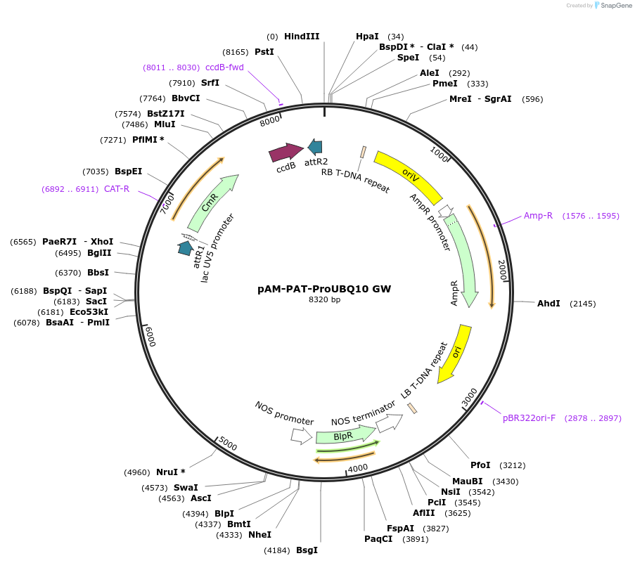 79751-plasmid-map-sequence-id-178573