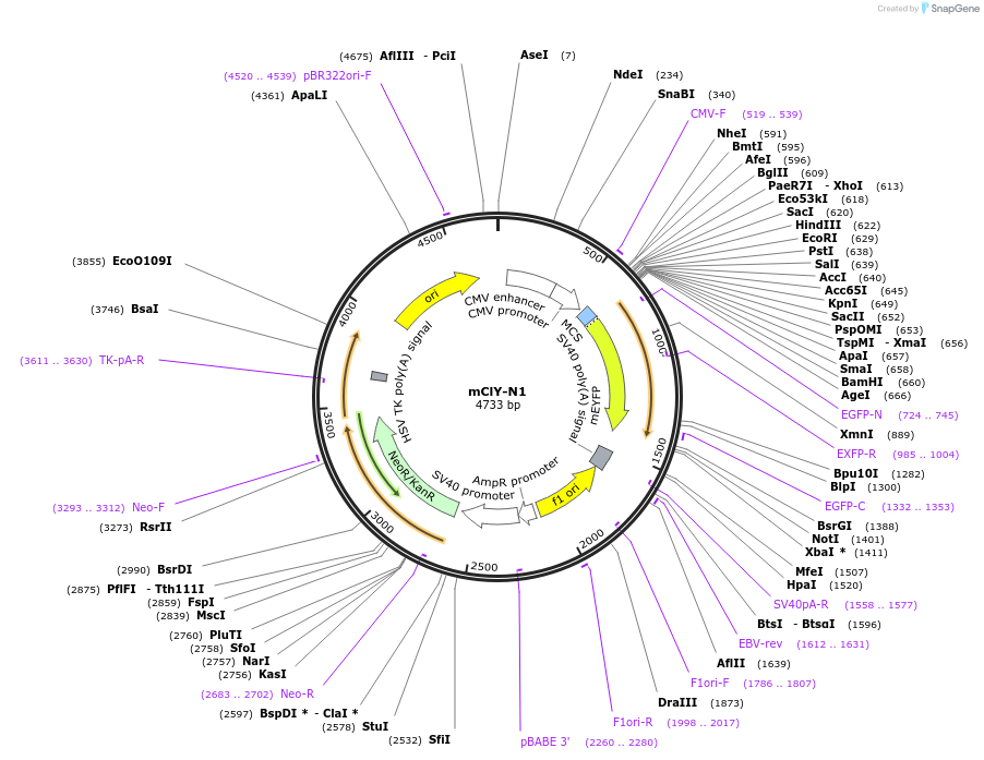 90457-plasmid-map-sequence-id-178580