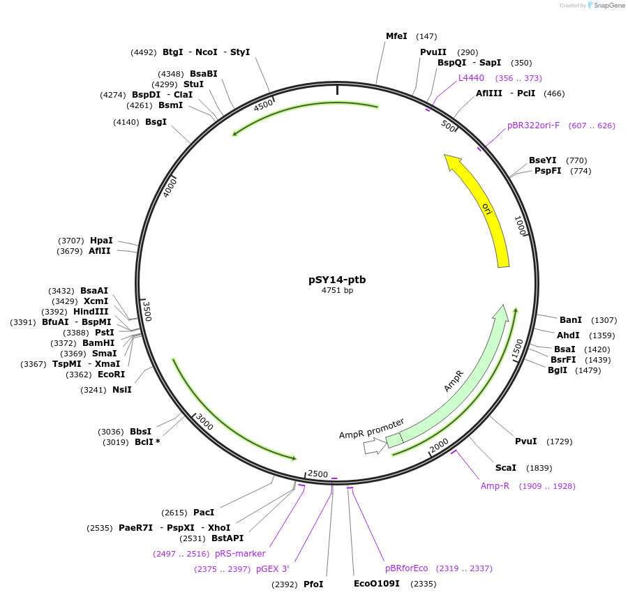 90490-plasmid-map-sequence-id-178581