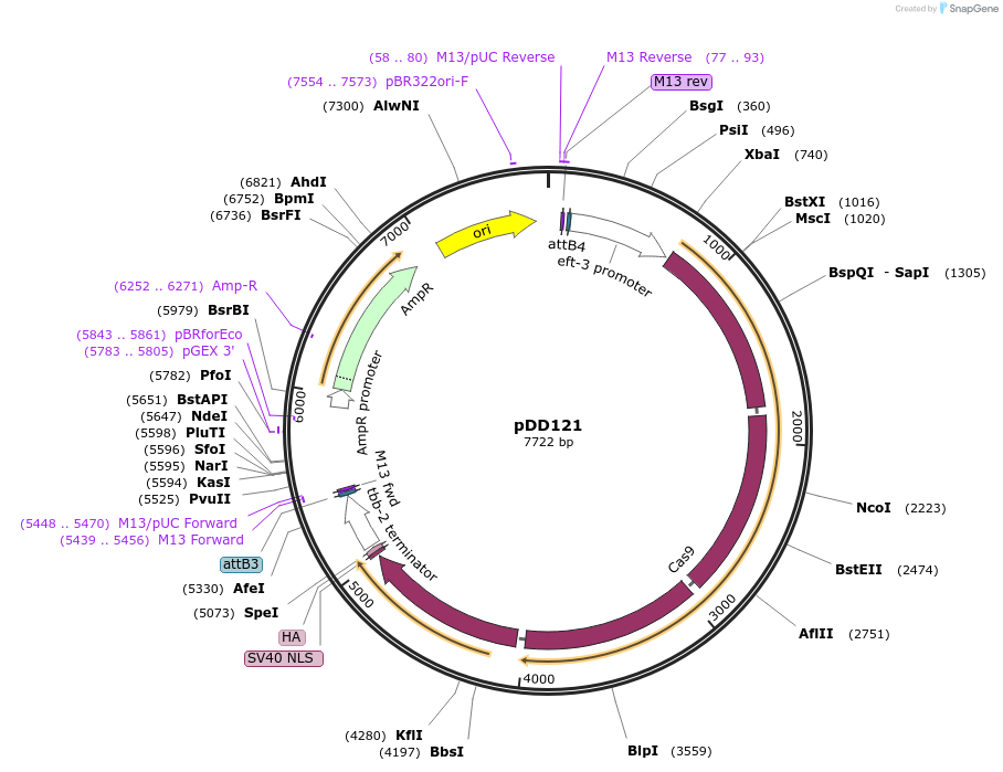 91833-plasmid-map-sequence-id-178583