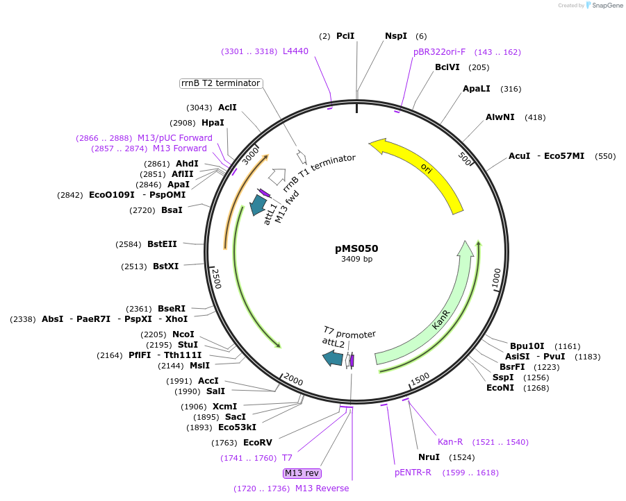 91826-plasmid-map-sequence-id-178584