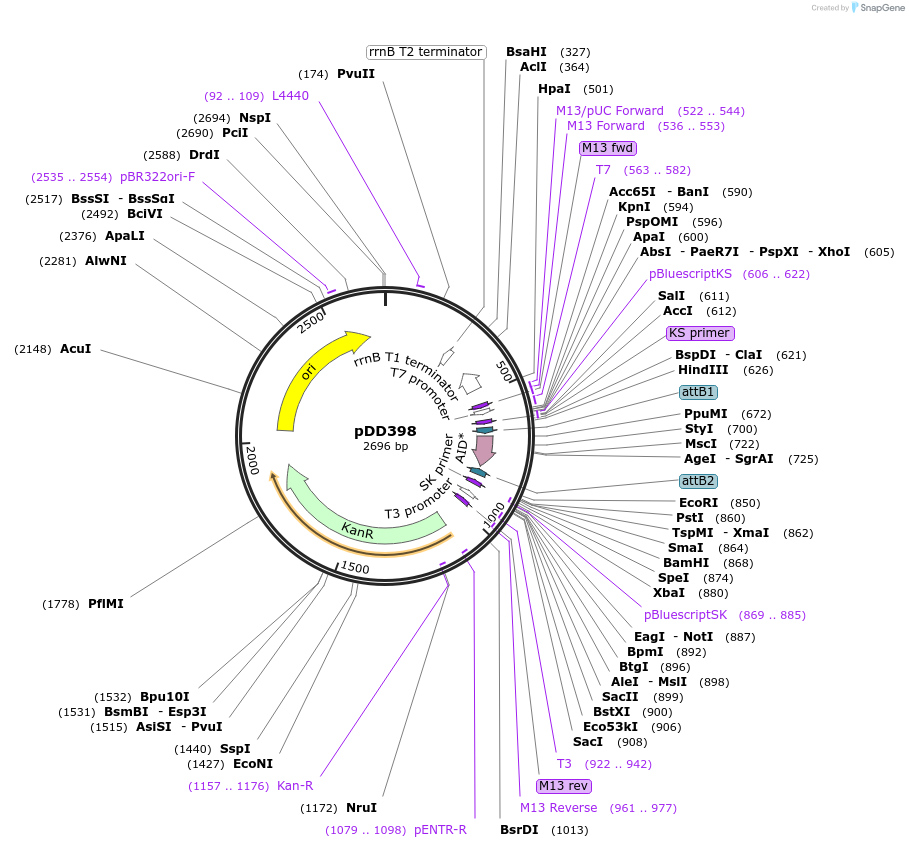 91832-plasmid-map-sequence-id-178585