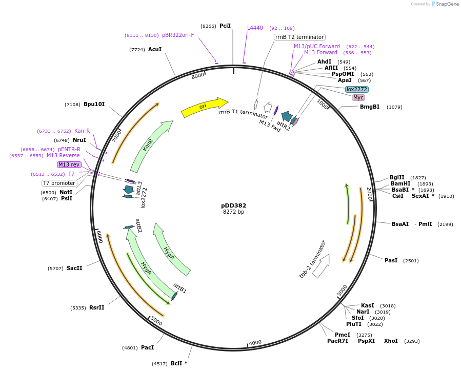 91830-plasmid-map-sequence-id-178587