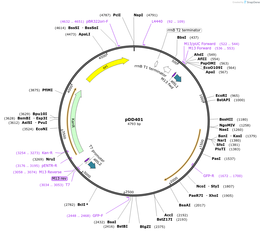 91828-plasmid-map-sequence-id-178588