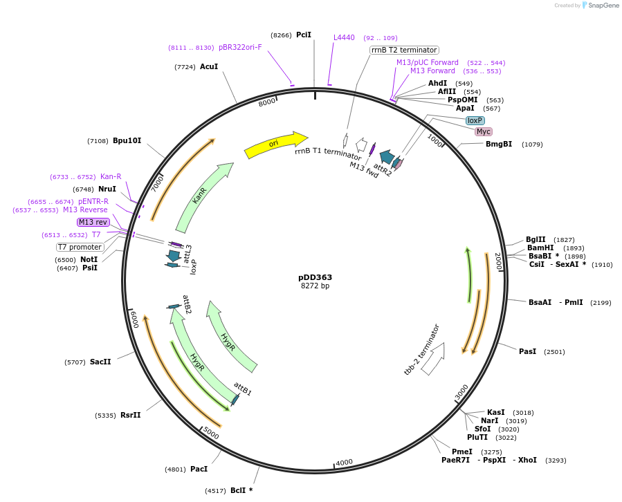 91829-plasmid-map-sequence-id-178590