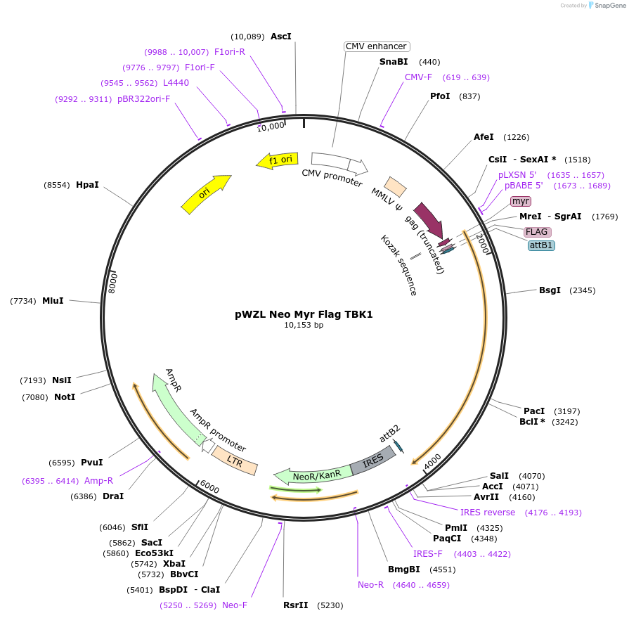 20648-plasmid-map-sequence-id-178596
