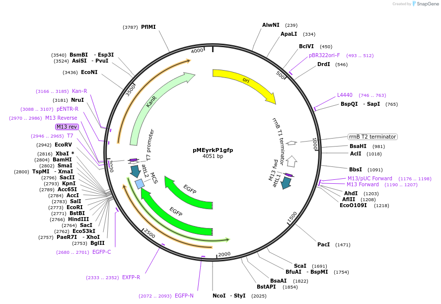 90133-plasmid-map-sequence-id-178606